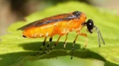 Beetle pill: a küzdelem típusai és módjai